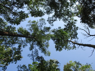sky and tree