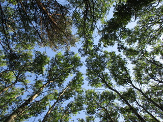 trees and sky