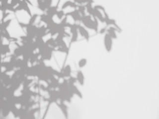 abstract shadow of the leaves on a white wall background