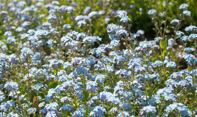 Blue forget me not flowers blooming on green background (Forget-me-nots, Myosotis sylvatica, Myosotis scorpioides).  Spring blossom background. Closeup, low key