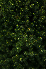 green pine needles