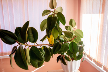 Ficus in a pot in the interior, leaves close-up, stands near the window on a pink background