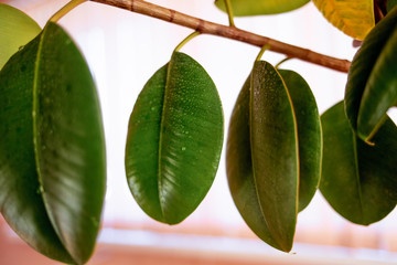 Green ficus leaves in the interior, close-up leaves, thick leathery oval leaves, water drops on the leaves after spraying