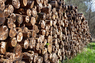 Logs of trees in nature, a lot of cutted logs