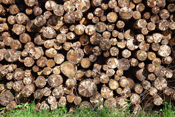 Logs of trees in nature, a lot of cutted logs
