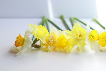 yellow daffodils flowers laid out on a white background