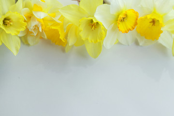 yellow daffodils flowers laid out on a white background