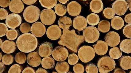 Stack of logs, raw wood colour and texture