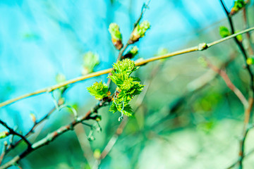 the kidneys, tree, screen, branch, april, spring