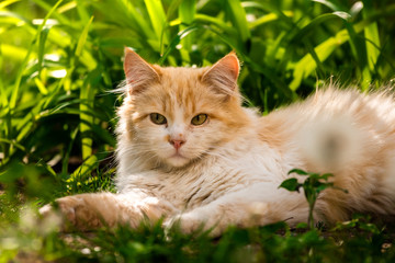 Naklejka na ściany i meble Beautiful fluffy cat in the grass in the backyard, resting and basking in warm weather