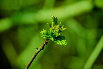 the kidneys, tree, screen, branch, april, spring