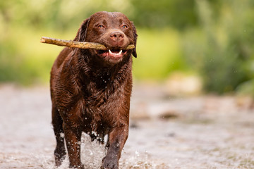 Dog breed Labrador Retriever Chocolate Brown color plays happy in the waters of a river