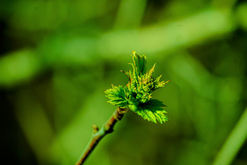 the kidneys, tree, screen, branch, april, spring
