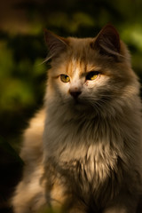 Naklejka na ściany i meble Fluffy cat in the dark and in the sun, an epic photo of the animal in the gaps