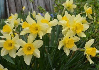 yellow small Narcissus flowers close up blooming in the garden in summer and spring