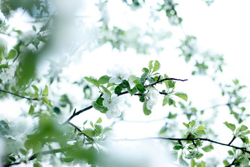spring, flower, tree, blossom, nature, white, branch, cherry, flowers, blooming, bloom, plant, apple, season, green, beauty, garden, sky, petal, macro, floral, beautiful, blue, leaf, plum