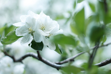 spring, flower, tree, blossom, nature, white, branch, cherry, flowers, blooming, bloom, plant, apple, season, green, beauty, garden, sky, petal, macro, floral, beautiful, blue, leaf, plum