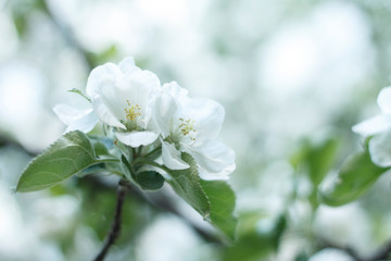 spring, flower, tree, blossom, nature, white, branch, cherry, flowers, blooming, bloom, plant, apple, season, green, beauty, garden, sky, petal, macro, floral, beautiful, blue, leaf, plum