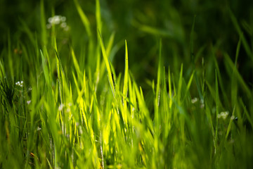 Light falls on grass sprouts, deep color and meaning