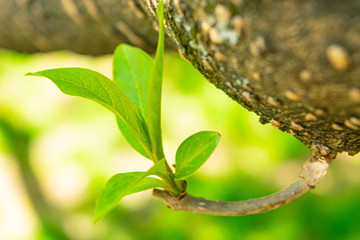A young shoot on a tree branch. Close up.