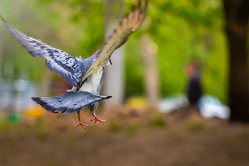 A dove is about to land, a photo in the air, in motion, a bird in the summer