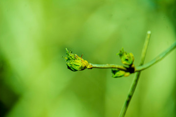 the kidneys, tree, screen, branch, april, spring