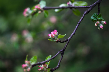apple tree blossom