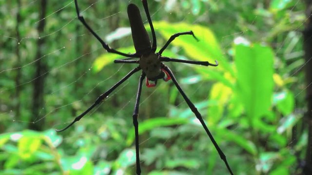 Australian long-jawed spider close up while is haunting and feeding on the web