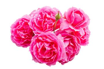 Beautiful bright pink roses with water droplets on the petals, isolated on a white background.