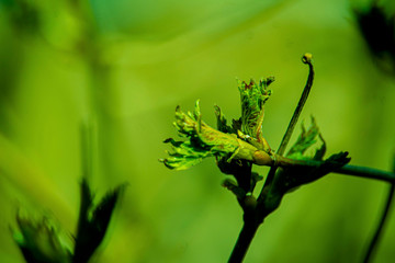 the kidneys, tree, screen, branch, april, spring