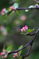 apple tree blossom