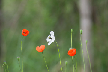 Red and white poppies flowers, (Papaver dubium), blurred green grass background, nature outdoors, meadow with wild flowers macro