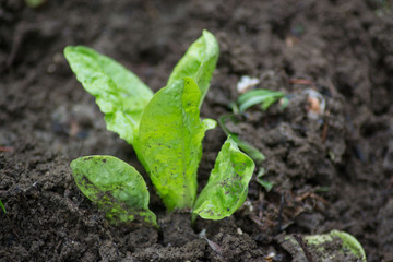 Small baby lettuce green leaves, organic plant for fresh salad, edible, vegetable garden