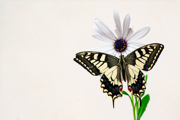 farfalla, macaone