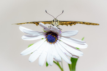 Obraz premium farfalla, macaone