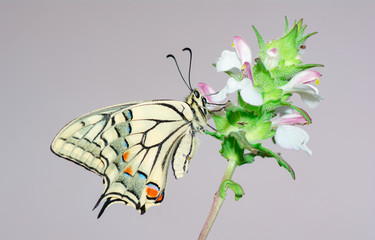 farfalla, macaone
