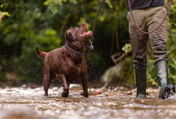 Chocolate-colored Labrador Retriever dog hunting with his master walking on the river