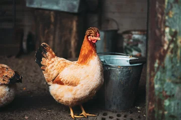 Deurstickers Brown red free chicken in farm © Grigory Bruev