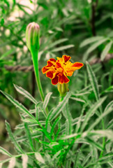 Genda phool / gende ka phool / Marigold flower