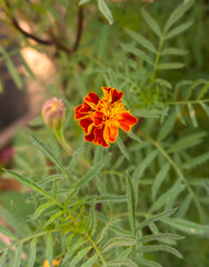 Genda phool / gende ka phool / Marigold flower