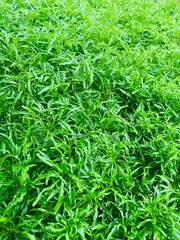 green grass background