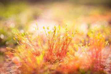 macro photo of moss in the sunset with grass 