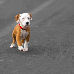 Cute puppy crossbreed dog on dark background.