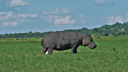 Hippopotamus grazes calmly on the lush green grass. Near a white bird. In the distance is a forest....