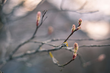 spring branch with buds as a symbol of a new life