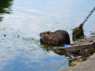 Ragondin au bord d'un canal.