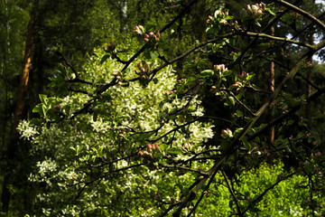 apple tree blossom in spring forrest