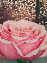 Rose with water drops macro close-up. Macro photo, warm light