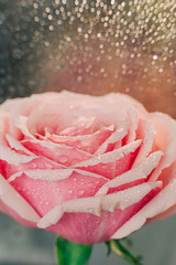 Rose with water drops macro close-up. Macro photo, warm light