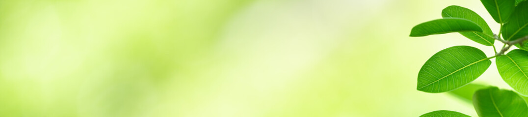 Nature of green leaf in garden at summer. Natural green leaves plants using as spring background cover page greenery environment ecology wallpaper